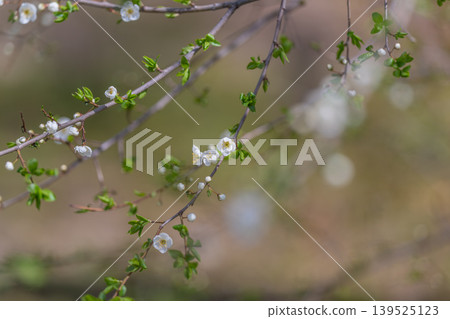 Peaceful forest scene. Serene woodland with gentle colors. Calm nature setting featuring soft lighting. Tranquil forest edge showcasing muted tones and delicate bokeh effects Peaceful forest scene. Serene woodland with gentle colors. Calm nature setting featuring soft lighting. Tranquil forest edge showcasing muted tones and delicate bokeh effects 139525123