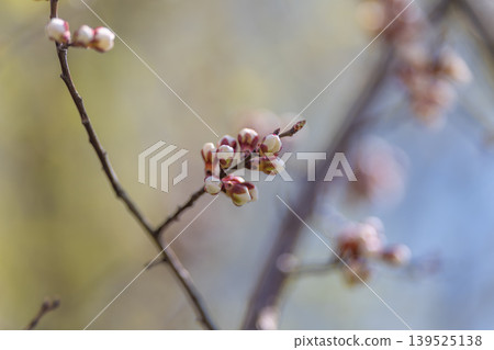 Delicate early spring flower scene. Minuscule buds on slender branch with pastel hues. Quiet early season scene showcasing fragile blossoms against gentle pastel background Delicate early spring flower scene. Minuscule buds on slender branch with pastel hues. Quiet early season scene showcasing fragile blossoms against gentle pastel background 139525138