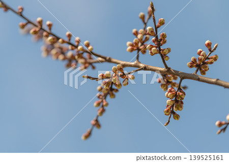 Tree extending into bright sky. Tree stretching over sky beyond with fresh tender leaves. Willow extends vividly across azure horizon with delicate budding growths 139525161