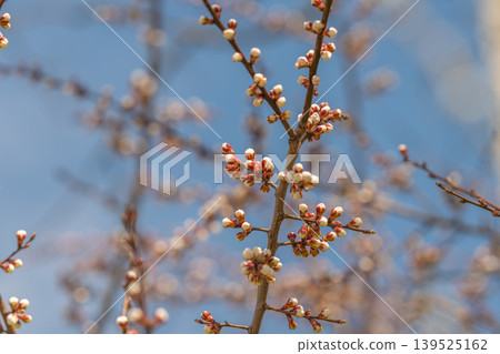 Branches reveal vibrant growth potential. Dense flowering buds signal upcoming season. Early blossom stages indicate fruitful season with abundant pollination opportunities Branches reveal vibrant growth potential. Dense flowering buds signal upcoming season. Early blossom stages indicate fruitful season with abundant pollination opportunities 139525162