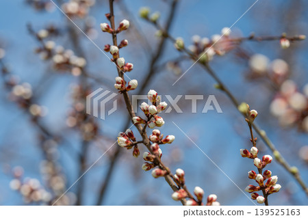 Layered stems suggest blooming potential. Bright sky contrasts with clustered buds showing depth. Scene captures anticipation of full blooms and thriving seasonal energy 139525163