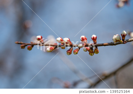 Delicate pink buds with fuzzy texture in close detail image. Intimate macro photograph highlighting soft fuzz and crisp texture of pink buds in springtime ambience Delicate pink buds with fuzzy texture in close detail image. Intimate macro photograph highlighting soft fuzz and crisp texture of pink buds in springtime ambience 139525164