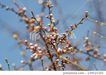 Spring rebirth visuals. Seasonal awakening through gentle colors and upward reaching branches. Symbols of renewal and hope portrayed with soft pastel shades and elegant natural Spring rebirth visuals. Seasonal awakening through gentle colors and upward reaching branches. Symbols of renewal and hope portrayed with soft pastel shades and elegant natural 139525165