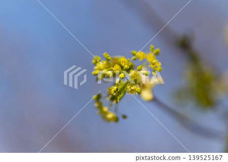 Soft yellow bloom with gentle surroundings. Fragile yellow flower with airy atmosphere and blurred background. Delicate cluster of yellow petals with airy mood and shallow focus Soft yellow bloom with gentle surroundings. Fragile yellow flower with airy atmosphere and blurred background. Delicate cluster of yellow petals with airy mood and shallow focus 139525167