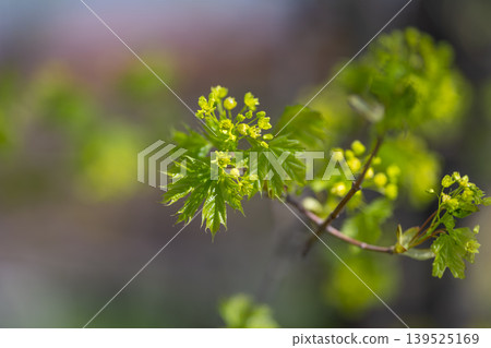 Gentle greenery accented by small blossoms in sunlight setting. Lush verdant foliage with minuscule flowers under radiant spring sunlight creating vibrant outdoor atmosphere Gentle greenery accented by small blossoms in sunlight setting. Lush verdant foliage with minuscule flowers under radiant spring sunlight creating vibrant outdoor atmosphere 139525169