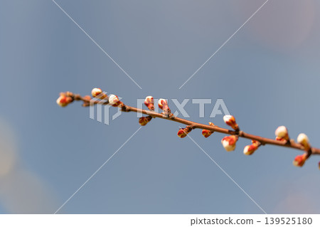 Sunset hues on delicate branch. Serene spring scene with blooming buds at sunset. Calm springtime scene capturing small branch with soft sunset shades and gentle focus Sunset hues on delicate branch. Serene spring scene with blooming buds at sunset. Calm springtime scene capturing small branch with soft sunset shades and gentle focus 139525180