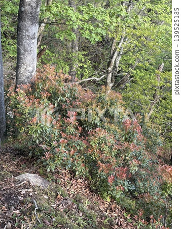 日本杜鵑（Pieris japonica）的新芽 139525185