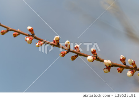 Tree sprout clusters. Branch decorated with tiny buds. Delicate branch showcasing new small buds. Slim tree limb embellished with emerging unopened blossom buds Tree sprout clusters. Branch decorated with tiny buds. Delicate branch showcasing new small buds. Slim tree limb embellished with emerging unopened blossom buds 139525191