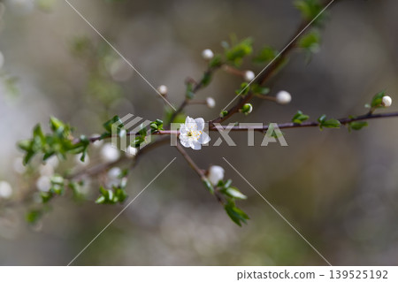 Plant photograph focus. Intimate botanical scene highlighting blossoms and foliage contrast. Close examination of white flowers with textured petals and soft background blur 139525192