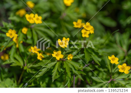 Close portrait of blooming yellow. Intimate shot emphasizing petal and pollen details. An upclose depiction capturing fine textures and gentle hues of yellow blossoms 139525234