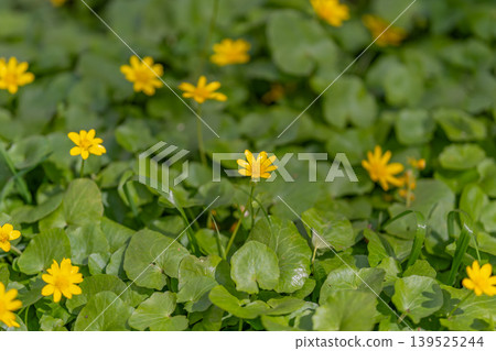 Fresh flower closeup with smooth blurred backdrop. Colorful floral presentation highlighting dewcovered petals against shimmering foliage with tranquil bokeh effect 139525244