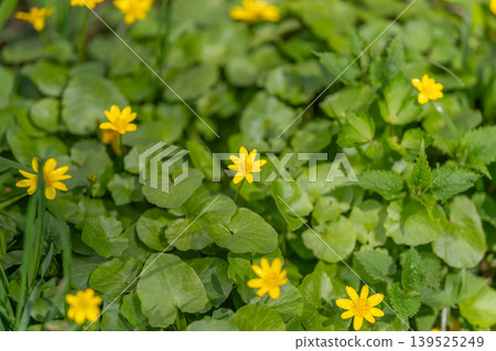 Yellow wildflowers among dense green leaves, lowangle view shows compact blooms scattered across moist groundcover, bright accents create joyful spring mood and natural texture Yellow wildflowers among dense green leaves, lowangle view shows compact blooms scattered across moist groundcover, bright accents create joyful spring mood and natural texture 139525249