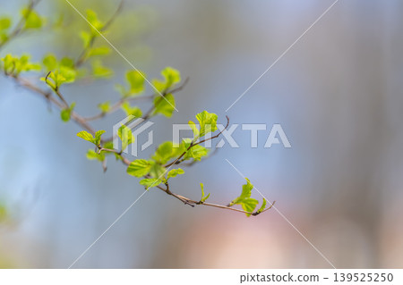Single spring shoot against soft sky, isolated twig with emerging leaves floats in creamy bokeh, airy composition communicates simplicity, calm and visual breathing room Single spring shoot against soft sky, isolated twig with emerging leaves floats in creamy bokeh, airy composition communicates simplicity, calm and visual breathing room 139525250