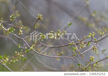 Crossing twigs dotted with buds against muted background, rhythmic lines form abstract pattern, soft tones and gentle contrast evoke meditative stillness and subtle seasonal detail 139525252