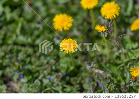 Emphasize dandelion with clear sharpness. Dandelion becomes focal point with crisp clarity. Central dandelion is accentuated through precise and vivid visual emphasis Emphasize dandelion with clear sharpness. Dandelion becomes focal point with crisp clarity. Central dandelion is accentuated through precise and vivid visual emphasis 139525257