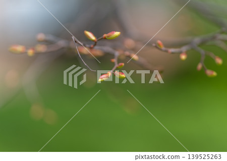 Fragile branch with dewy light. Spring renewal scene with soft light and web details. Tender junge branch decorated with dew and surrounded by blurred green background 139525263