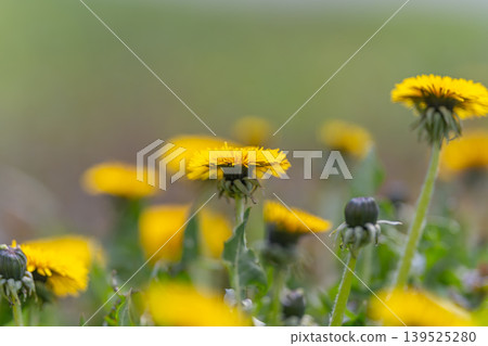 Yellow dandelion blooms in low meadow perspective, photographer capturing pollinator hotspots, dense carpet of flowers with dewkissed stems and blurred green background 139525280