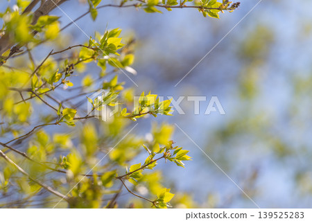 Gentle nature backdrop. Light and airy greenery with soft focus for design use. Subtle green blurred image featuring young branches and gentle gradient for various visual projects 139525283
