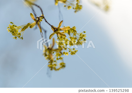 Golden backlit scene emphasizes detailed textures in vibrant surroundings. Vivid macro shot showcasing sunlit clusters with rich textures under intense glowing light Golden backlit scene emphasizes detailed textures in vibrant surroundings. Vivid macro shot showcasing sunlit clusters with rich textures under intense glowing light 139525298