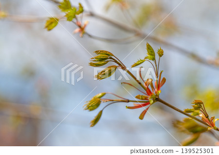 Fresh springtime shoots display delicate veins and vivid shades. Emerging maple branches show rich red seeds and intricate leaf patterns in bright spring sunlight 139525301