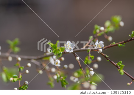 Single blossom with surrounding buds. Calm and natural aesthetic with gentle floral arrangement. Serene and delicate depiction of blooming flowers against neutral backdrop 139525310