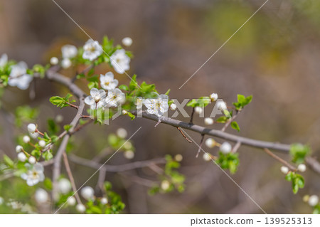 Springtime nature renewal. Dewy petals on slender branches under soft light. Tender green foliage and blooming flowers evoke themes of eco living and renewal in nature Springtime nature renewal. Dewy petals on slender branches under soft light. Tender green foliage and blooming flowers evoke themes of eco living and renewal in nature 139525313