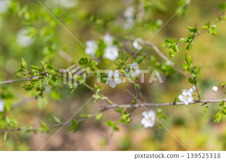 Multiple flower layers merge with gentle textured effects highlighting beauty. Arranged floral structures combined with blurry effects elevate artistic appeal and visual depth 139525318