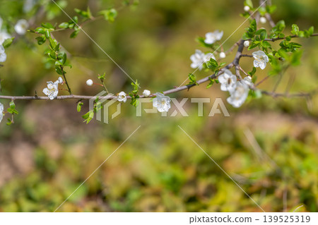 Soft white flowers on branches set romantic scene. Airy white flowers along slender branches produce enchanting mood suitable for special occasions and floral arrangements 139525319