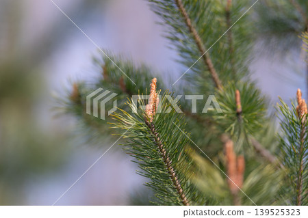 Pine branch with fresh spring buds, soft background blur highlights new growth, delicate needles and emerging cone, crisp macro detail, cool tones, natural clarity 139525323