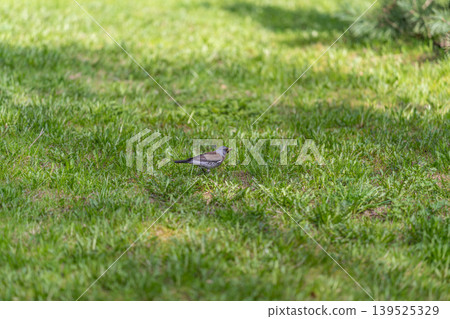 Bird searches insects. Sunlit urban grassland hosting lone small bird seeking nourishment. Bright city park scene featuring single songbird foraging amidst clover and gentle shade 139525329