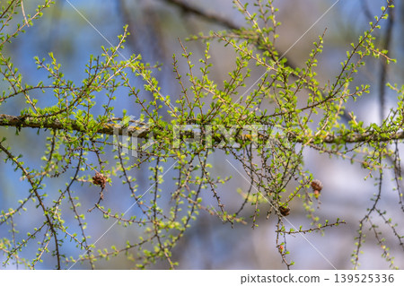 Tree reproductive analysis. Detailed study of larch reproductive structures. Comprehensive analysis of larch reproductive organs and their surrounding ecological context Tree reproductive analysis. Detailed study of larch reproductive structures. Comprehensive analysis of larch reproductive organs and their surrounding ecological context 139525336