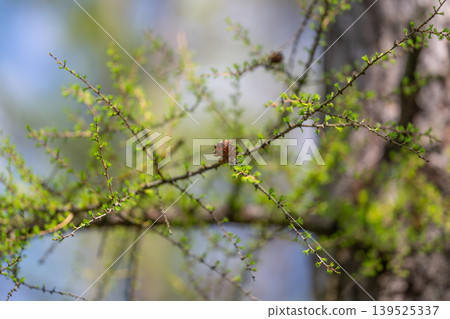 Larch cone imagery. Detailed scene showcasing budding cone on lone larch tree. Natural photograph highlighting newly formed cone on solitary larch among its surroundings 139525337