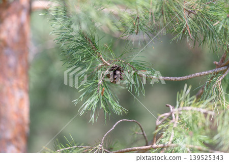 Rustic forest scene. Nature setting with pine and bark. Woods environment featuring pine cone and textures. Scene of woodland with pine nut and textured tree bark 139525343