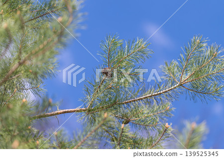 Warm sunlight highlights foliage. Vivid colors capture outdoor serenity essence. Dynamic contrast emphasizes pine branches and vibrant natural hues for promotional imagery 139525345