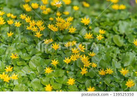 Lush yellow blossoms densely covering roadside verge adding visual appeal. Vivid yellow flower clusters densely spread along roadside enhancing urban environment aesthetic Lush yellow blossoms densely covering roadside verge adding visual appeal. Vivid yellow flower clusters densely spread along roadside enhancing urban environment aesthetic 139525350