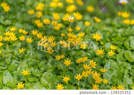 Green foliage pattern adorned with yellow stars suitable for branding. Lush leaf texture with recurring star symbols creating adaptable background for designs and branding 139525352