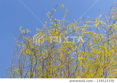 Treetop reaching toward clear blue sky, upper crown studded with yellow buds, vertical perspective conveys ascent and optimism, vivid sunlight creates crisp silhouettes Treetop reaching toward clear blue sky, upper crown studded with yellow buds, vertical perspective conveys ascent and optimism, vivid sunlight creates crisp silhouettes 139525356