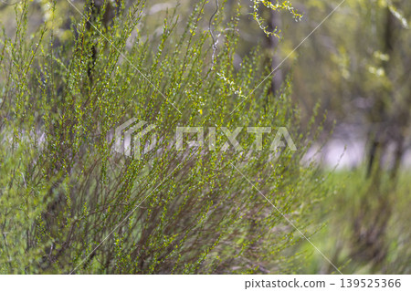 Tree branches offer critical spaces for insects and avian species. Extensive reach of branches creates essential habitats necessary for various wildlife to thrive and endure Tree branches offer critical spaces for insects and avian species. Extensive reach of branches creates essential habitats necessary for various wildlife to thrive and endure 139525366