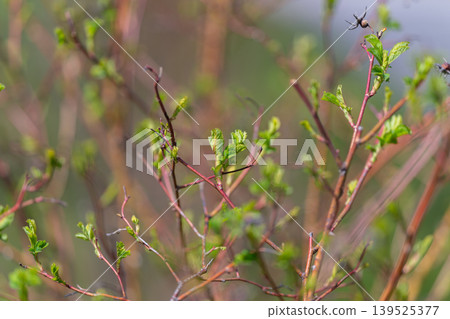 New growth adorns branchscape. Fresh leaf sprouting amidst fragile branches. Display of young leaf development among slender twigs illustrating seasonal renewal process New growth adorns branchscape. Fresh leaf sprouting amidst fragile branches. Display of young leaf development among slender twigs illustrating seasonal renewal process 139525377