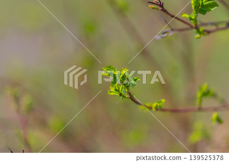 Detailed shot of leaf bud. Closeup of leaf with soft blurred background emphasizing freshness. Intimate macro image showcasing textures and colors of new plant growth Detailed shot of leaf bud. Closeup of leaf with soft blurred background emphasizing freshness. Intimate macro image showcasing textures and colors of new plant growth 139525378