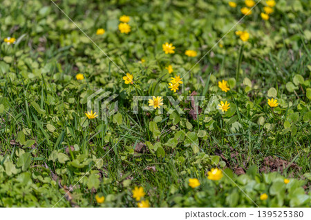 Vibrant natural scenery. Peaceful landscape filled with colorful wildflowers and foliage. Serene natural environment showcasing abundant wild blossoms and green plants 139525380
