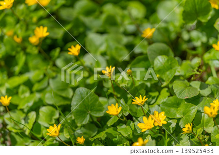 Vivid sunlight illuminates blooming clover among lush leaves and tranquility. Warm beams of sunlight highlight blossoming clover and textured greenery in peaceful spring landscape 139525433