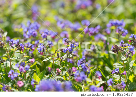 Bright blooming flowers in vibrant springtime setting. Vivid lively scene showcasing blooming flowers with bold greens and dynamic contrast perfect for seasonal advertising Bright blooming flowers in vibrant springtime setting. Vivid lively scene showcasing blooming flowers with bold greens and dynamic contrast perfect for seasonal advertising 139525437
