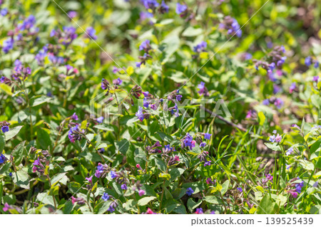 Sharp purple flower display. Detailed focus on violet flower bouquet. Intricate depiction of delicate purple blooms emphasizing clarity and tranquil colors for relaxation Sharp purple flower display. Detailed focus on violet flower bouquet. Intricate depiction of delicate purple blooms emphasizing clarity and tranquil colors for relaxation 139525439