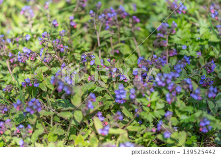 Violet groundcover in city garden. Small space planting with vibrant violet blooms. Versatile plant for tiny urban gardens featuring purple flowers and diverse soil types 139525442