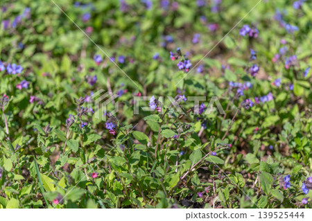 Purple flora sanctuary. Serene meadow of vibrant violet blossoms and leafy ground cover. Quiet landscape featuring purple flowers and heartshaped foliage for contemplation 139525444