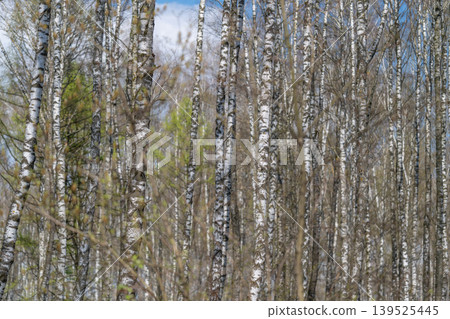 Birch grove with fresh green canopy and pale sky, light filtering through slender crowns, sense of regeneration and outdoor escape for adventure and wellness concepts Birch grove with fresh green canopy and pale sky, light filtering through slender crowns, sense of regeneration and outdoor escape for adventure and wellness concepts 139525445