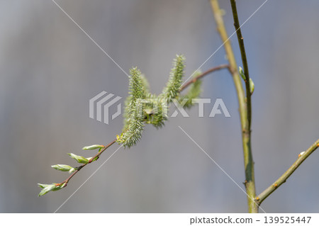 Fuzzy catkin with tiny leaves captured in side profile, sunlight highlighting filaments, scientific observation vibe, pollination narrative and close study of seasonal growth Fuzzy catkin with tiny leaves captured in side profile, sunlight highlighting filaments, scientific observation vibe, pollination narrative and close study of seasonal growth 139525447