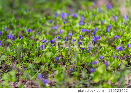 Sunlit grass with blooming violets. Peaceful scene of violets and green leaves at sunrise. Garden inspiration scene showcasing vibrant violets and fresh morning greenery Sunlit grass with blooming violets. Peaceful scene of violets and green leaves at sunrise. Garden inspiration scene showcasing vibrant violets and fresh morning greenery 139525452