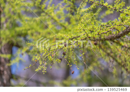 Forest therapy vibe with larch detail, delicate needles catching gentle light, calming composition evoking slow living and wellness, perfect for eco retreat and lifestyle content Forest therapy vibe with larch detail, delicate needles catching gentle light, calming composition evoking slow living and wellness, perfect for eco retreat and lifestyle content 139525469